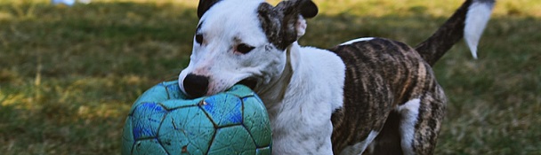 decorative image of dog with football